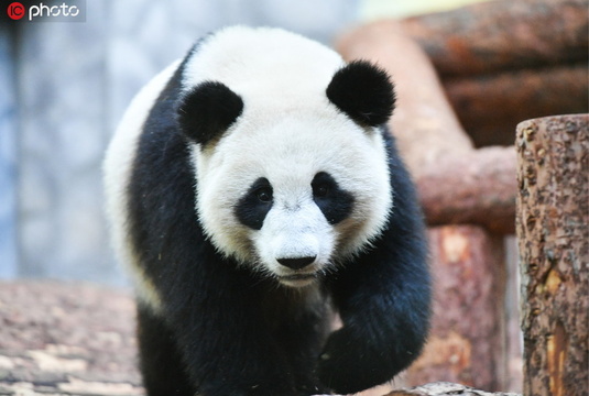 增进中俄两国友谊!大熊猫“如意”和“丁丁”落户莫斯科动物园 第1页