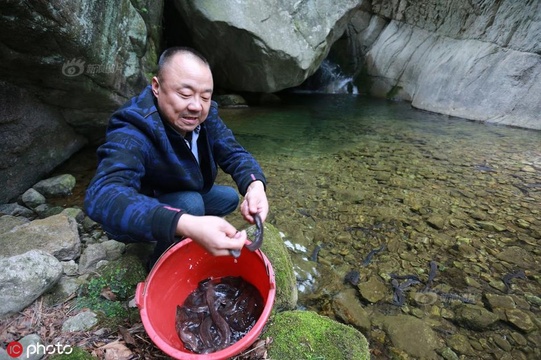 500多尾濒临生物“娃娃鱼”放流国家自然保护区(2) 第2页