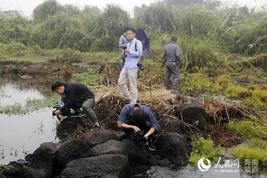 湿地融媒行走进海口潭丰洋和东寨港 美景惹人醉(3) 第3页