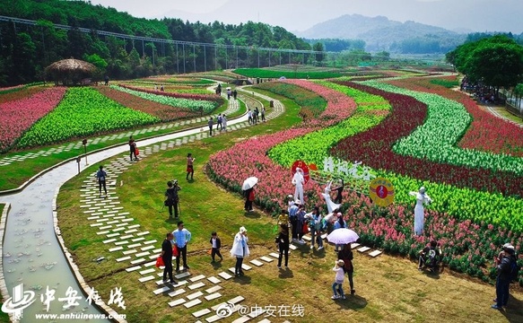 “五一”小长假期间,铜陵市钟鸣镇梧桐花谷景区鲁冰花园里(3) 第3页