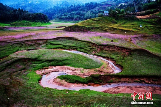 湖北恩施湿地花海美景:万绿丛中万点红(3) 第3页