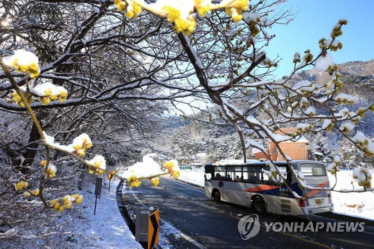 韩国江原道:阳春三月梅雪争春【组图】 第1页