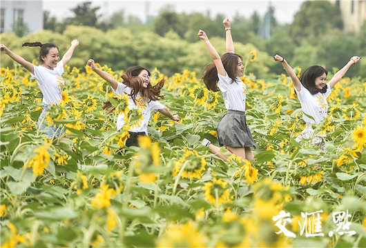 藏不住的金色花海 60亩向日葵竞相怒放 第1页