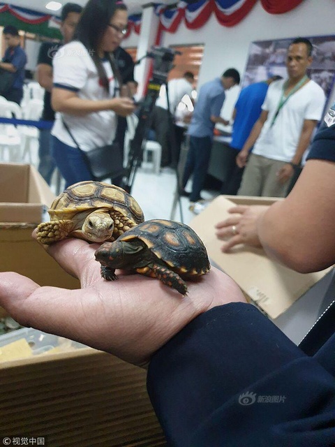 菲律宾海关查获1500只被胶带包裹的活海龟(7) 第7页