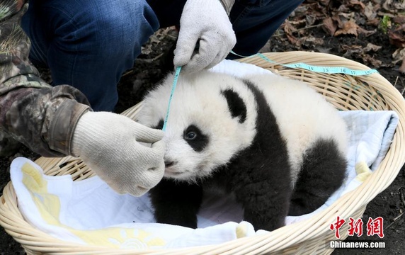 野外引种产仔的大熊猫“乔乔”及其幼仔被成功回捕 第1页