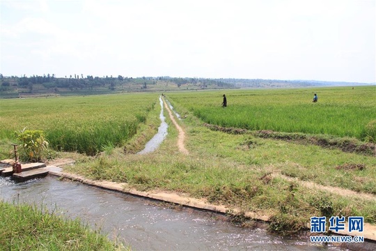 中国企业助力卢旺达农田水利建设 第1页