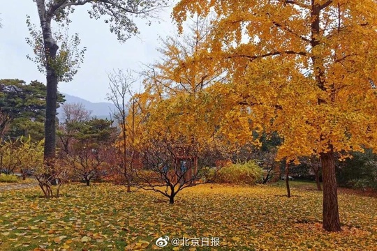 雨水打落红叶,为香山铺上深秋地毯(6) 第6页