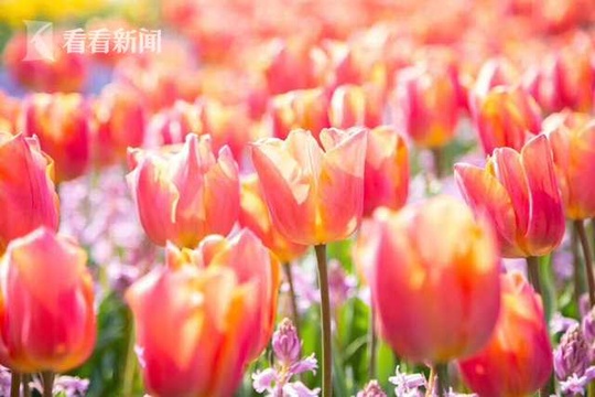 数百万株郁金香怒放 鲜花港进入最佳观赏期(3) 第3页