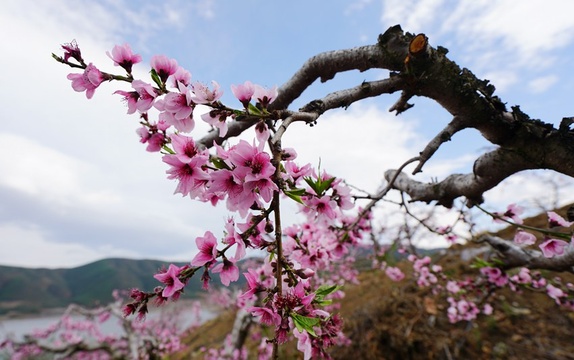 鸡足山下桃花红 第1页