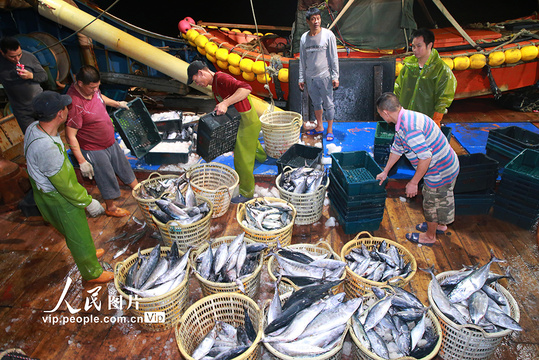 浙江玉环:冬讯丰收季 渔船进港鱼满仓 第1页