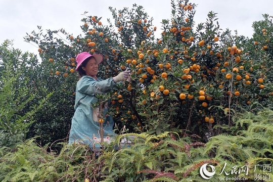 鹿寨:3万亩蜜橘产业助农脱贫致富(2) 第2页