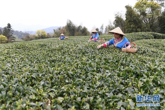 福鼎茶乡迎来白茶开茶季 第1页