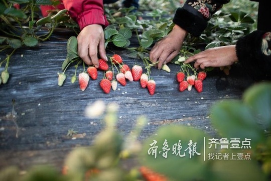 诸葛镇的扶贫大棚里 草莓甜花儿艳(3) 第3页