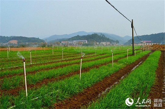 长沙市雨敞坪镇:打造特色小镇 乡村振兴有蓝图(2) 第2页