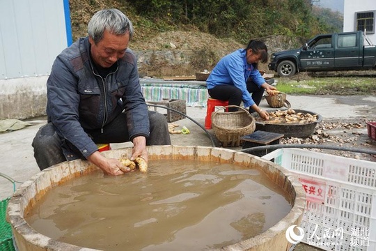 湖北十堰:天麻助力增收(3) 第3页