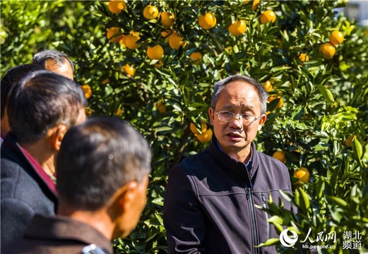 湖北秭归:专家进田头 致富有劲头 第1页