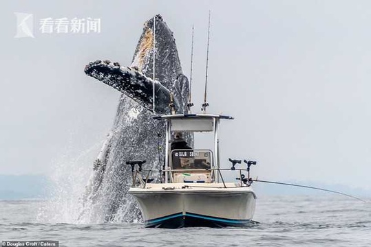 巨型座头鲸从船底跃出海面翻个身 渔民直击全程 第1页