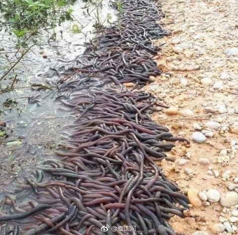 泰国河岸边出现大量蚯蚓 或因降雨频繁(2) 第2页