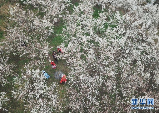 贵州大方:樱桃花开引客来 第1页