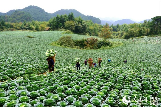 广元朝天:举全区之力 决战决胜脱贫攻坚 第1页