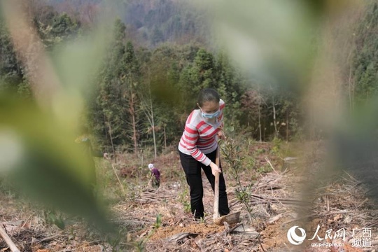 广西三江:党群齐同心 油茶备耕忙(3) 第3页