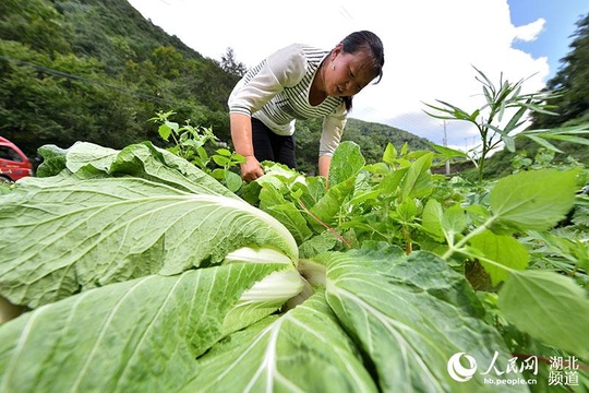 湖北保康:高山蔬菜助农增收脱贫(4) 第4页