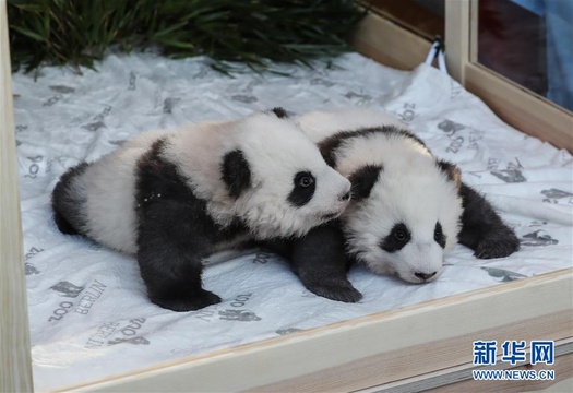 在德出生大熊猫双胞胎命名为“梦想”“梦圆” 第1页