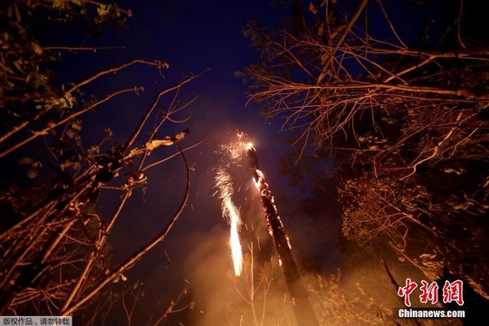 亚马孙火灾致雨林满目疮痍 大量动植物死亡(5) 第5页