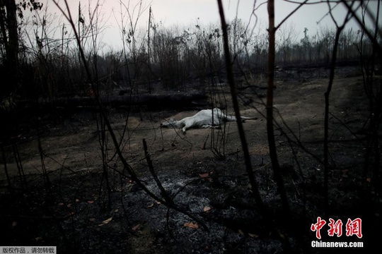 亚马孙火灾致雨林满目疮痍 大量动植物死亡 第1页