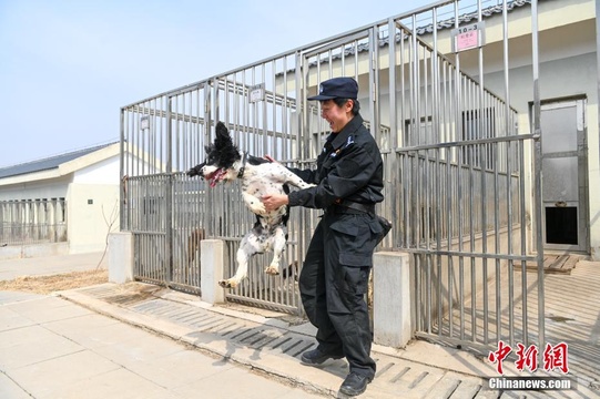 探访辽宁沈阳女警犬训导员(6) 第6页