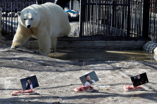 乌克兰大选将至 俄罗斯一动物园派熊预测结果 第1页