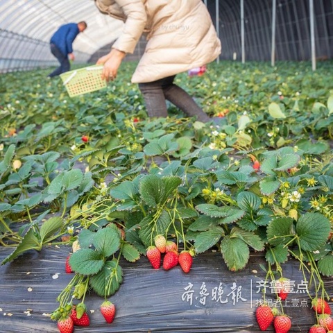 诸葛镇的扶贫大棚里 草莓甜花儿艳(7) 第7页