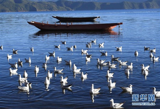 高清图丨云南丽江:泸沽湖景色惹人醉(8) 第8页