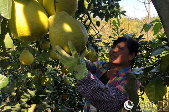 鹿寨:“柚”是一年丰收季 群众增收促脱贫 第1页