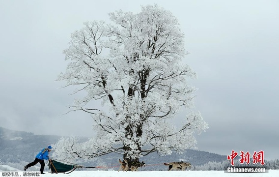 捷克狗拉雪橇大赛 狗狗冰天雪地中“呆萌”赛跑 第1页