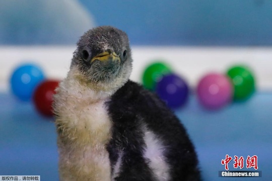 墨西哥出生首只南极企鹅 毛茸茸超萌 第1页