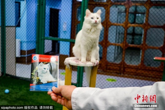 土耳其建造豪华凡猫别墅 领养者还会获得猫咪“身份证”(2) 第2页