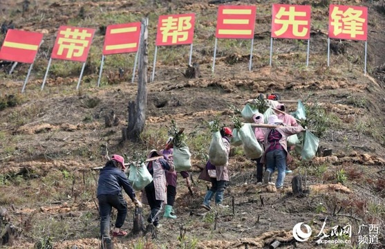 广西三江:疫情当前 春耕不闲 第1页