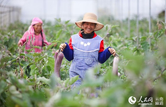 云南宣威:发展大棚蔬菜 助力脱贫攻坚 第1页