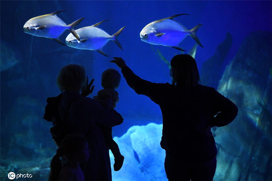 澳大利亚水族馆开放 游客和鱼儿企鹅互动 第1页