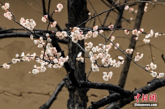 杭州永福寺梅花迎春绽放 第1页