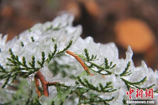 浙江余姚迎雾凇景观 山上树梢一夜“白头”(2) 第2页