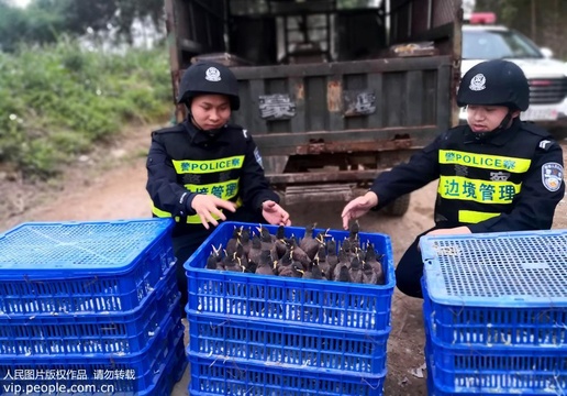 广西崇左民警查获503只幼鸟野生八哥(4) 第4页