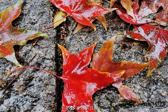 雨水打落红叶,为香山铺上深秋地毯(7) 第7页