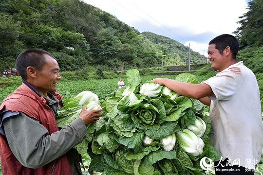 湖北保康:高山蔬菜助农增收脱贫(8) 第8页