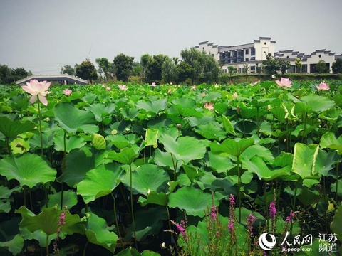 以“荷”为媒 第20届中国·金湖荷花节开幕(3) 第3页