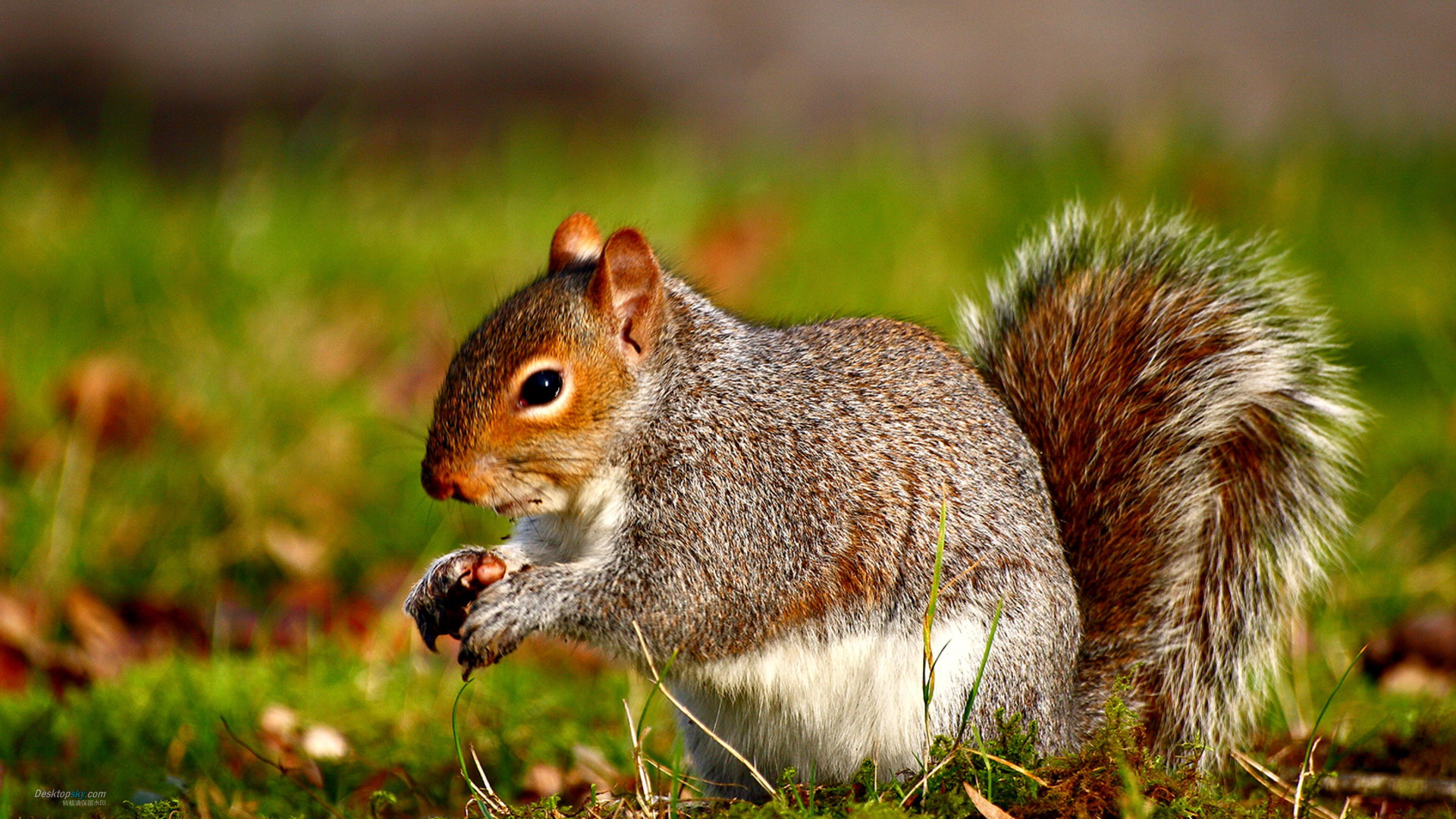 win7桌面排行榜绿桌面壁纸护眼护眼桌面壁纸清屏win7桌面护眼设置电