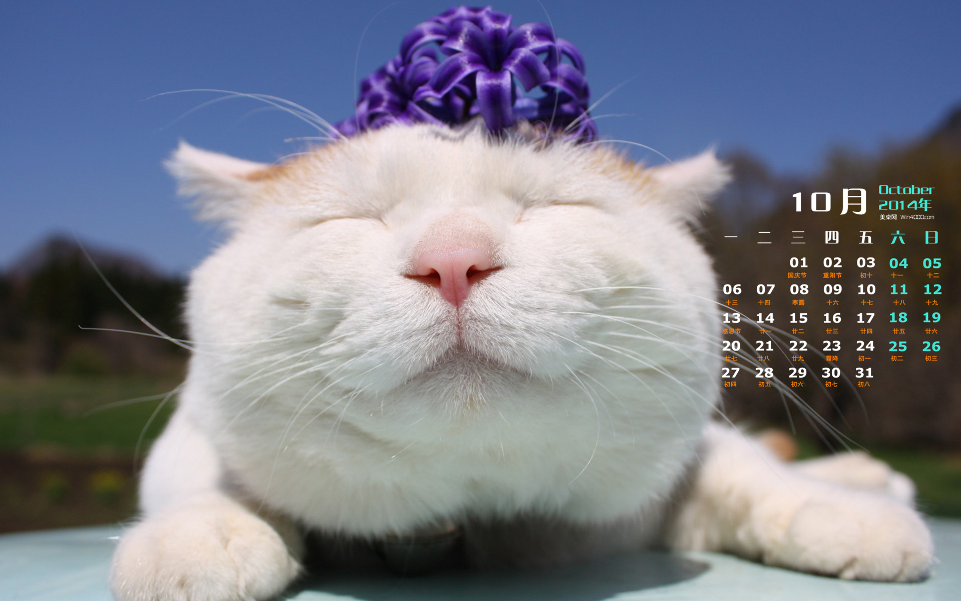 全文jpg,1920x1080,151kb,446_2492013年6月日历壁纸桌面jpg,1920x