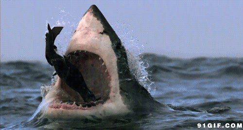 动态图 - 搜狗图片搜索