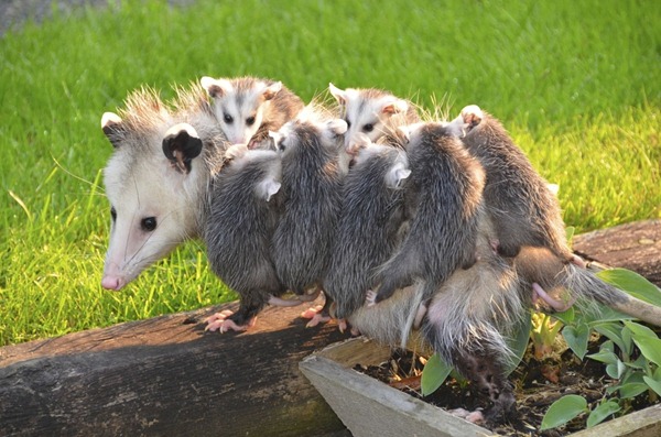 世界上最大的老鼠是什么